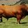 Limousin Cattle Breed