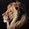 Lion Painting Color
