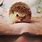 Little Baby Hedgehog