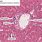 Liver Tissue Histology