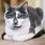 Loafing Cat Model
