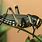 Locust Types