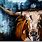 Longhorn Cattle Paintings