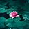 Lotus Flower 4K