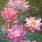 Lotus Flower Art