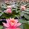 Lotus Flower Pond