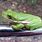 Louisiana Tree Frog