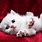 Love Cute Cat Wallpaper