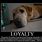 Loyal Dog Meme