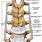 Lumbar Spine Anatomy Ligaments