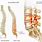 Lumbar Spine Pain Anatomy