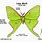 Luna Moth Anatomy