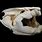 Lungfish Skull