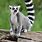 Madagascar Ring-tailed Lemur