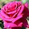 Magenta Rose Color