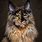 Maine Coon Wolf Cat