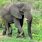 Male Bull Elephant
