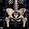 Male Pelvic Bone Anatomy