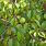 Manchineel Plant