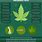 Marijuana Fact Sheet