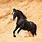 Marwari Horse Black