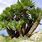 Mediterranean Dwarf Palm Tree