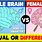 Men/Women Brain Differences