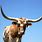 Mexican Longhorn Cattle