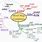 Mind Map Guidelines