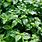Mint Leaf Plant