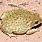 Mojave Desert Toad