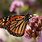 Monarch Butterfly Proboscis