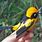 Monarch Flycatcher