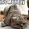 Monday Pet Meme