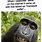 Monkey Selfie Meme