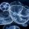 Moon Jellyfish Aesthetic