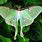 Moon Moth