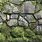 Mossy Stone Wall Texture