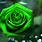 Most Beautiful Green Roses