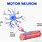 Motor Neuron Muscle