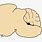 Mouse Brain Cartoon