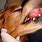 Mouth Cancer in Dogs