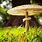 Mushroom Type Fungi