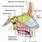 Nasal Fossa