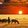 National Geographic African Safari