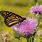Nectar Plants for Monarchs