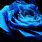 Neon Blue Rose