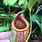 Nepenthes Mira