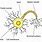 Nerve Cell Membrane