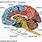 Nervous System Brain Parts